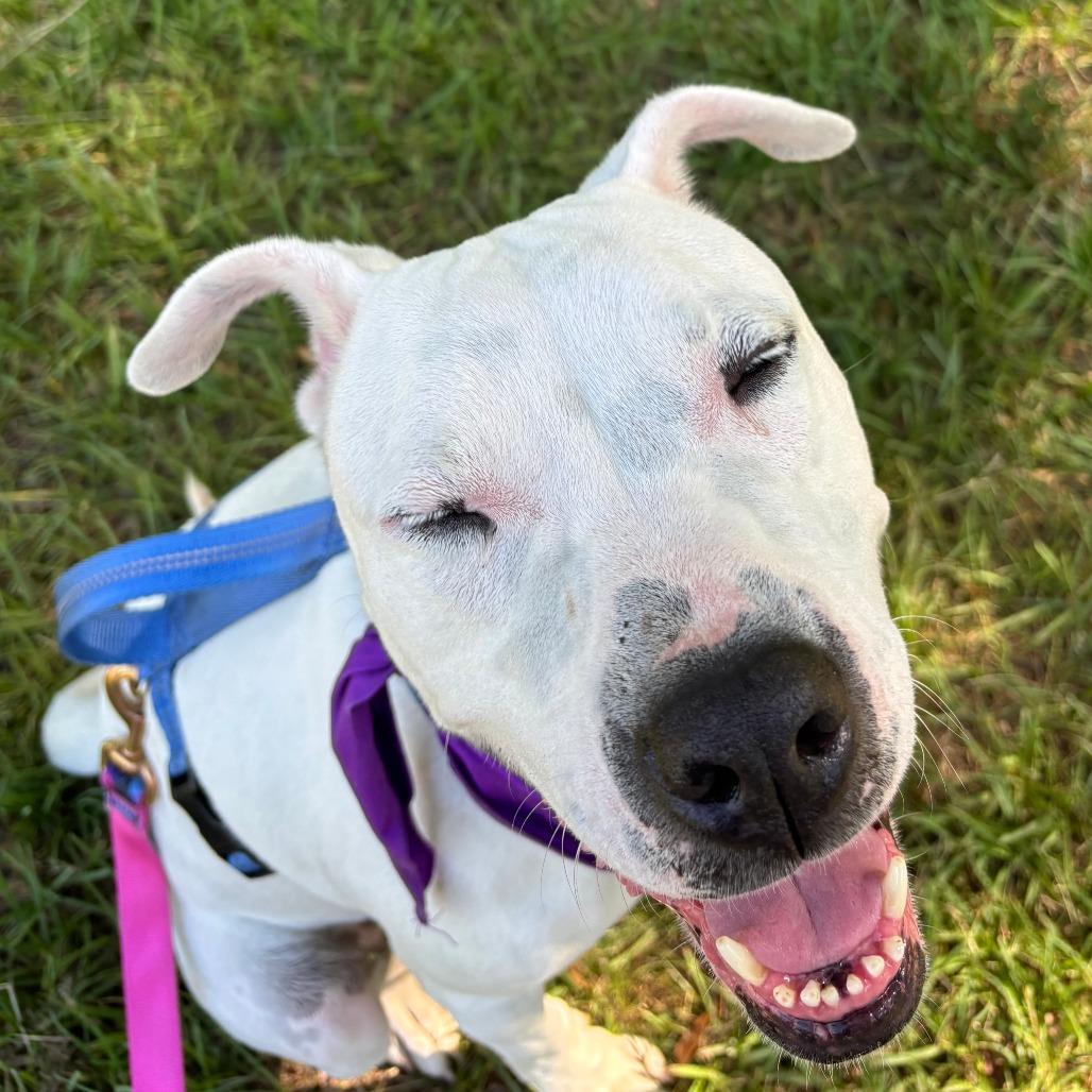 Margaret, a Adoptable mixed breed in Tyler, TX image 3/3