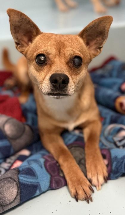 Enlarge Grizzley, a Adoptable mixed breed in Madera, CA image 1/3