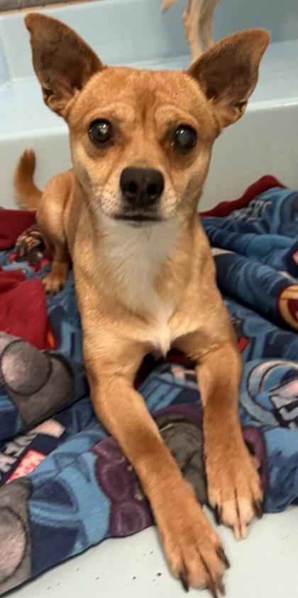 Enlarge Grizzley, a Adoptable mixed breed in Madera, CA image 2/3