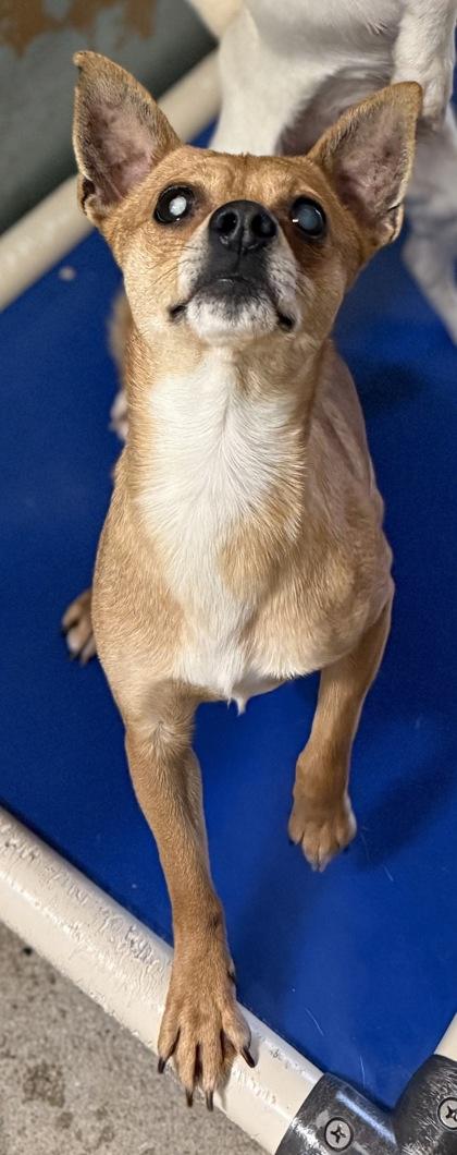 Enlarge Grizzley, a Adoptable mixed breed in Madera, CA image 3/3