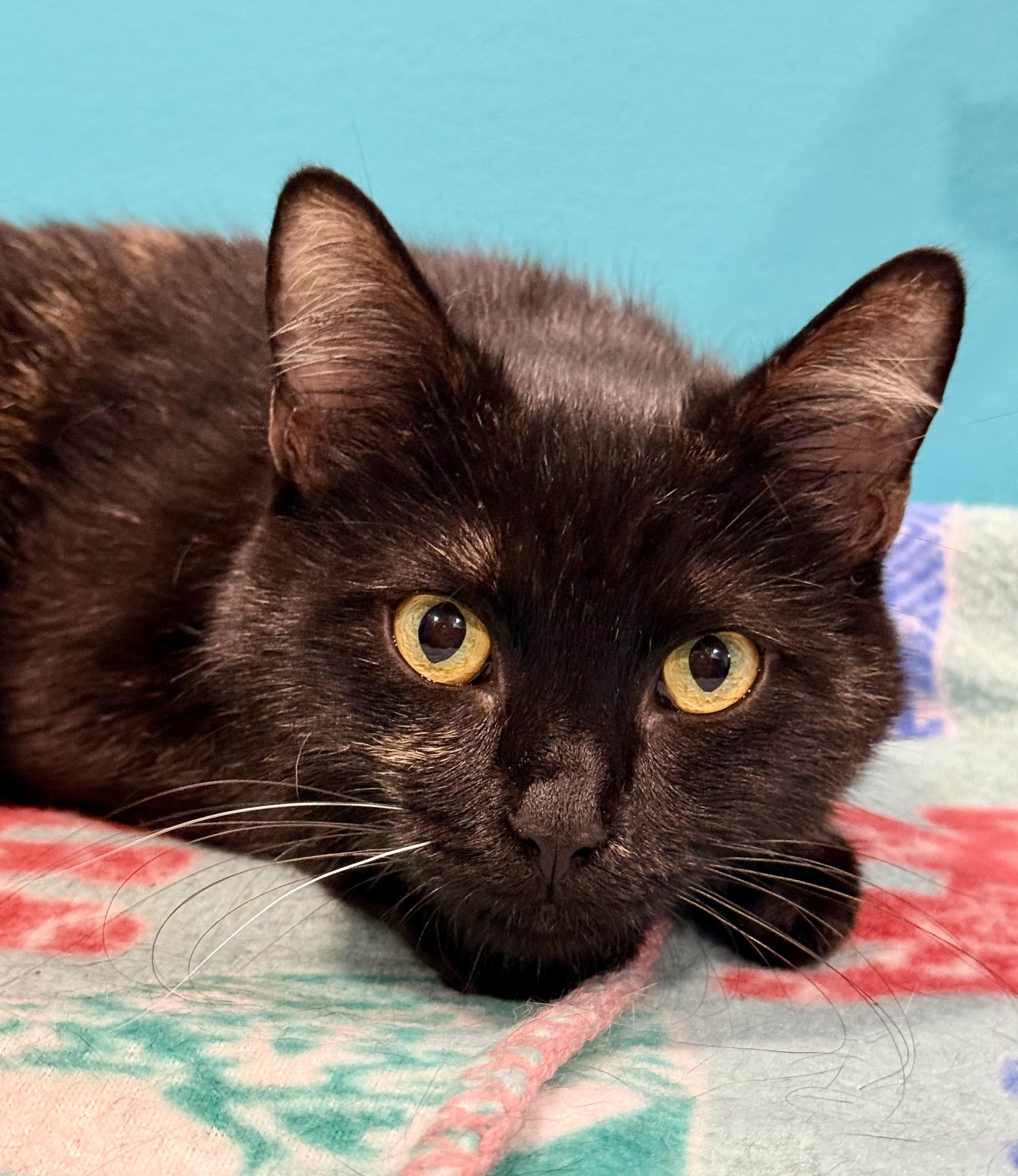 Mimosa, a ADOPTABLE Domestic Short Hair in Frewsburg, NY image 2/2