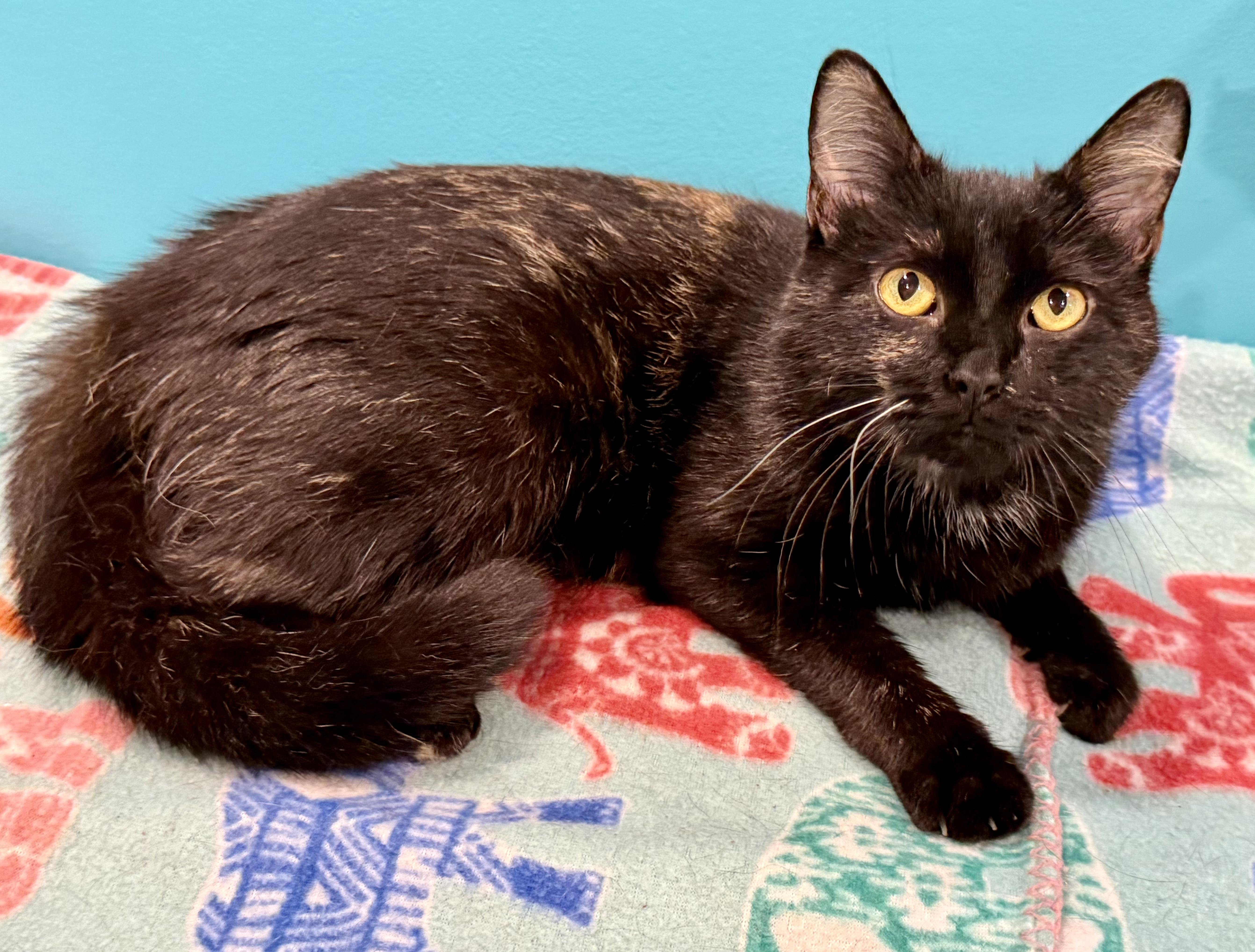 Mimosa, ADOPTABLE, Young Female Domestic Short Hair.