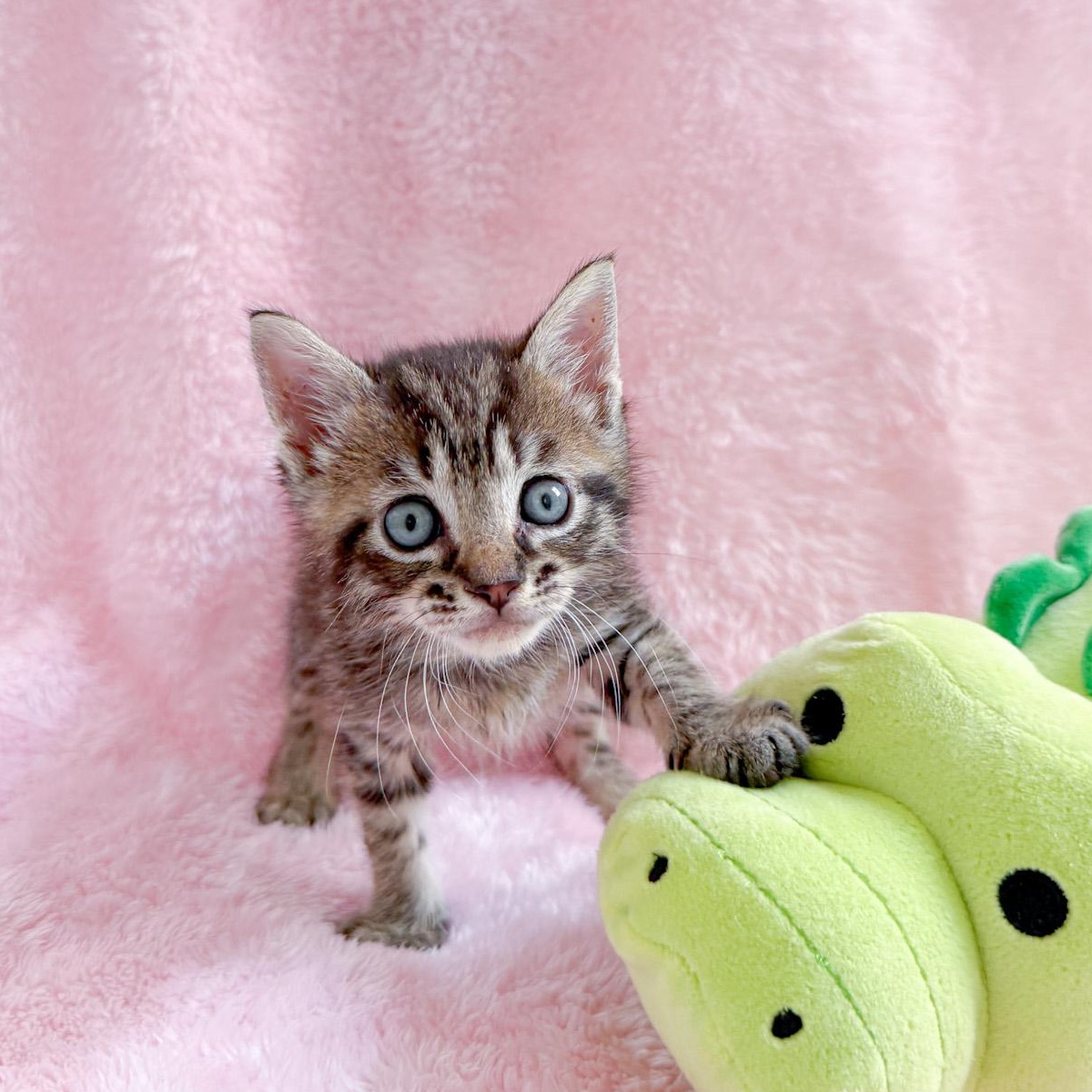 Enlarge Spudly, a Adoptable Tabby in New Orleans, LA image 1/1