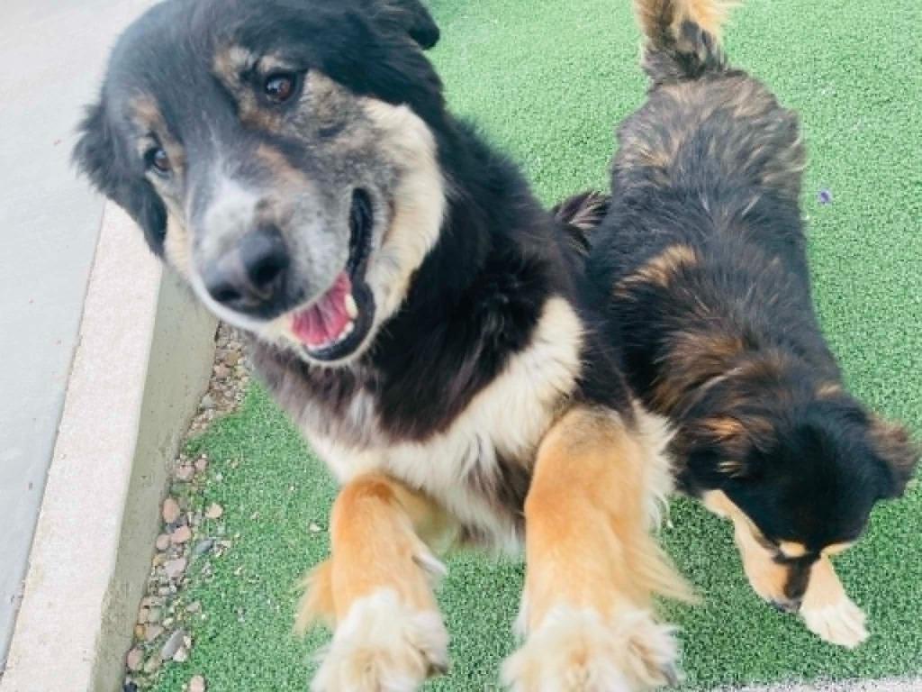 Molly, Adoptable, Adult Female German Shepherd Dog & Husky.