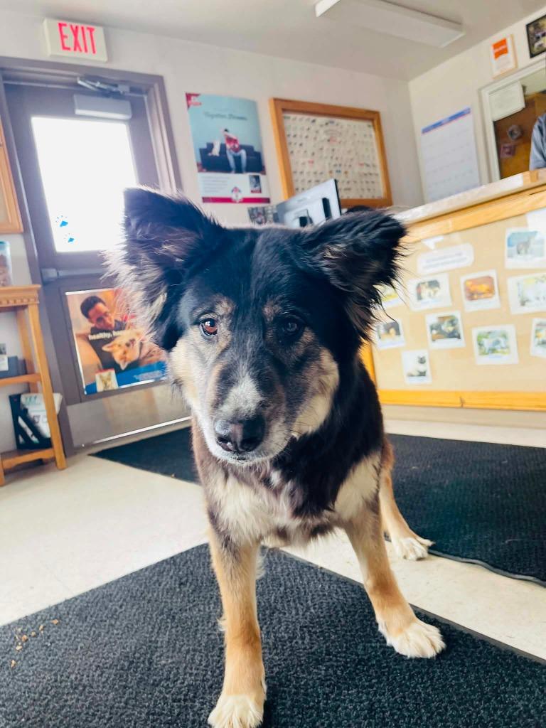 Enlarge Molly, a Adoptable mixed breed in Green River, WY image 2/6