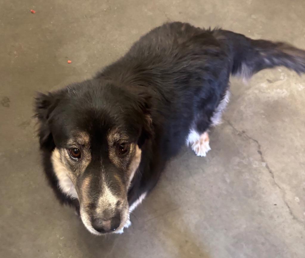 Enlarge Molly, a Adoptable mixed breed in Green River, WY image 4/6