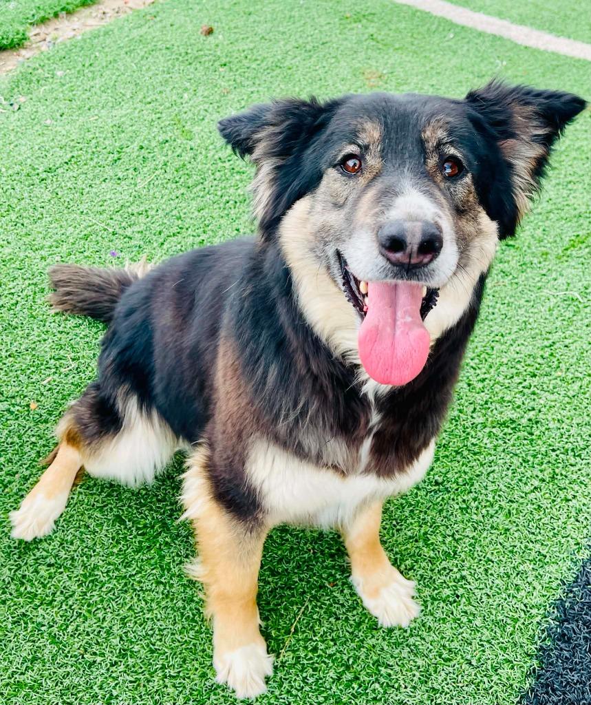 Enlarge Molly, a Adoptable mixed breed in Green River, WY image 5/6