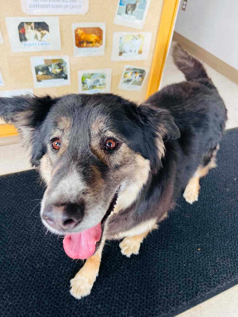Enlarge Molly, a Adoptable mixed breed in Green River, WY image 6/6
