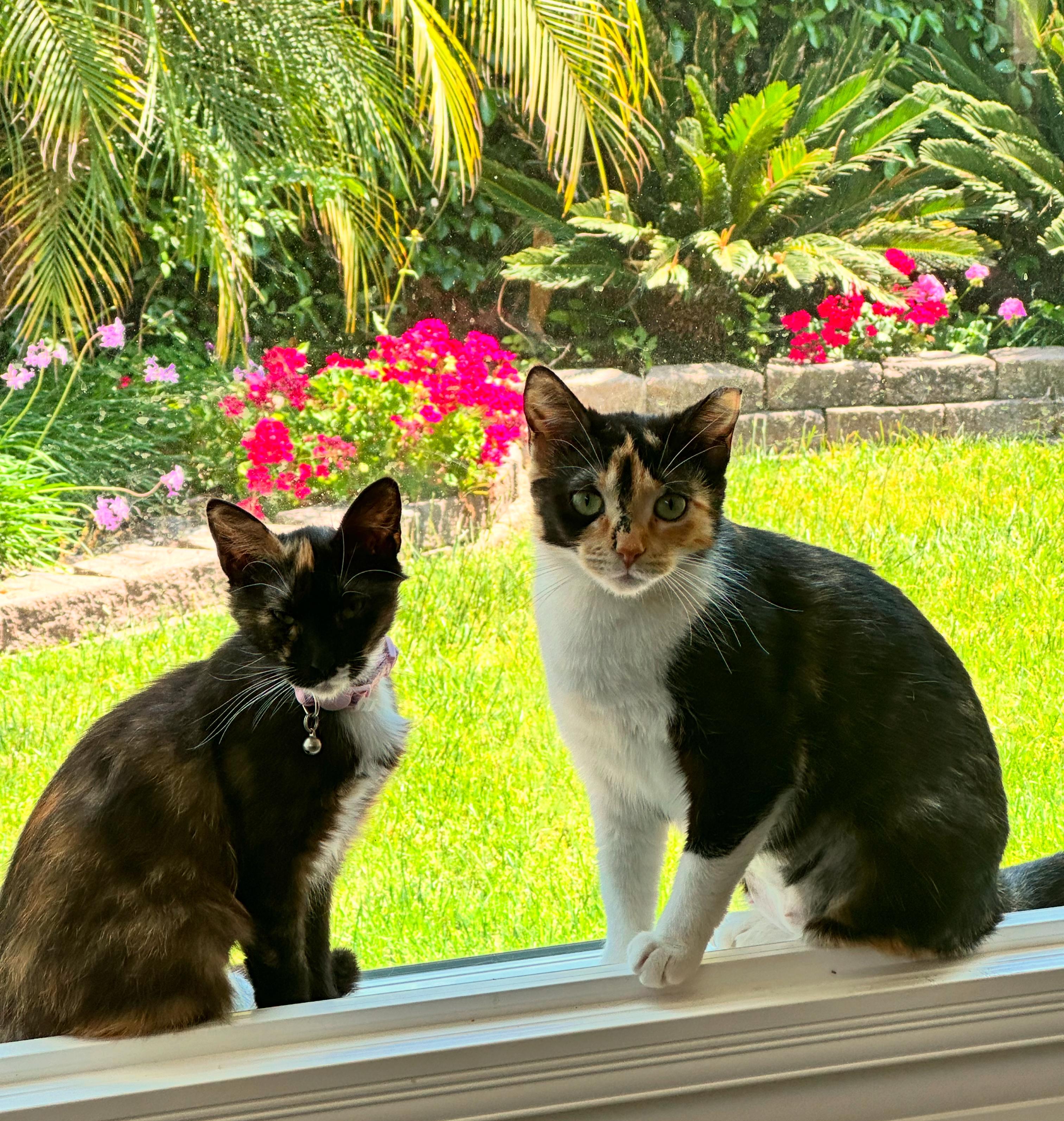 Enlarge Penelope, a Adoptable Domestic Short Hair in Visalia, CA image 2/6