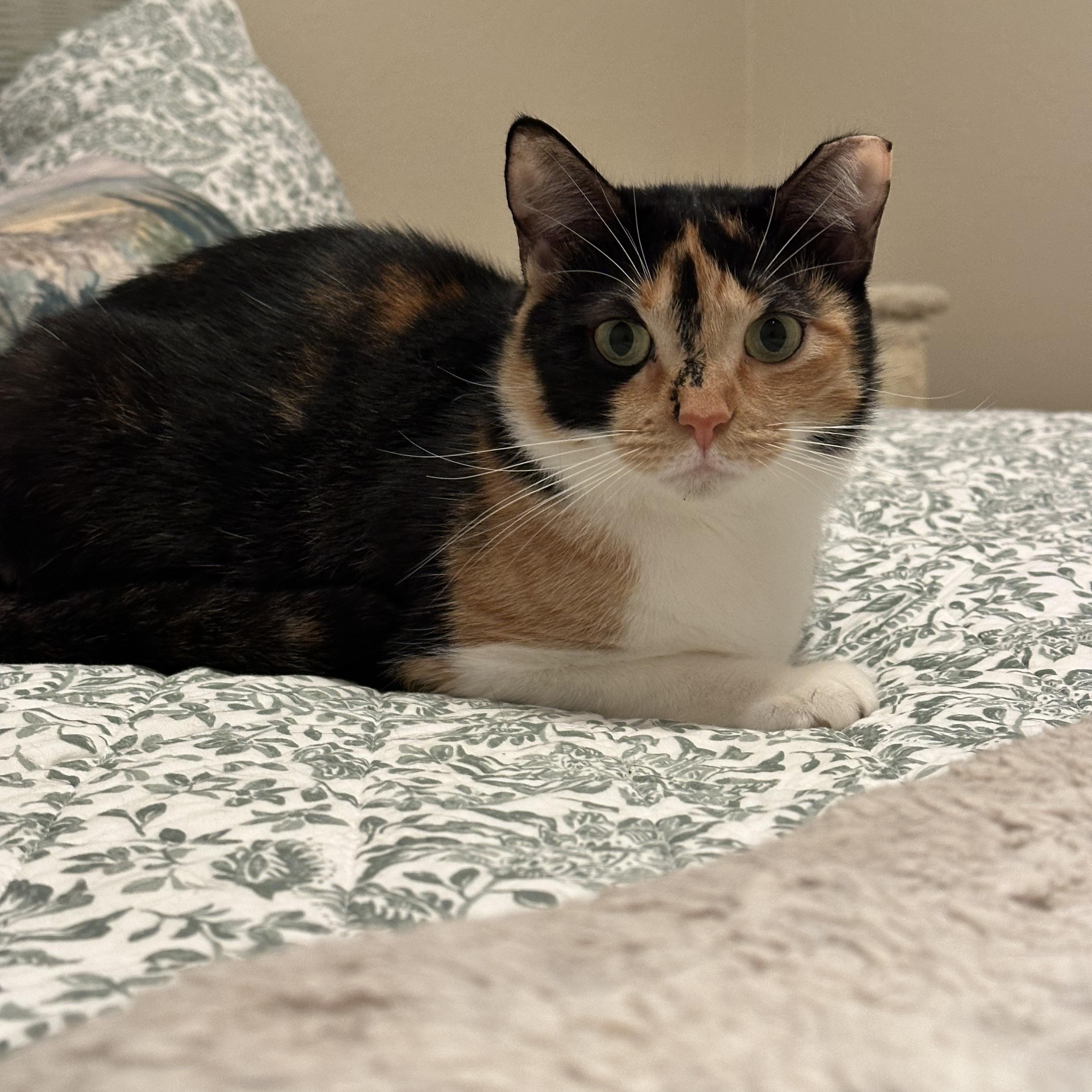 Enlarge Penelope, a Adoptable Domestic Short Hair in Visalia, CA image 4/6