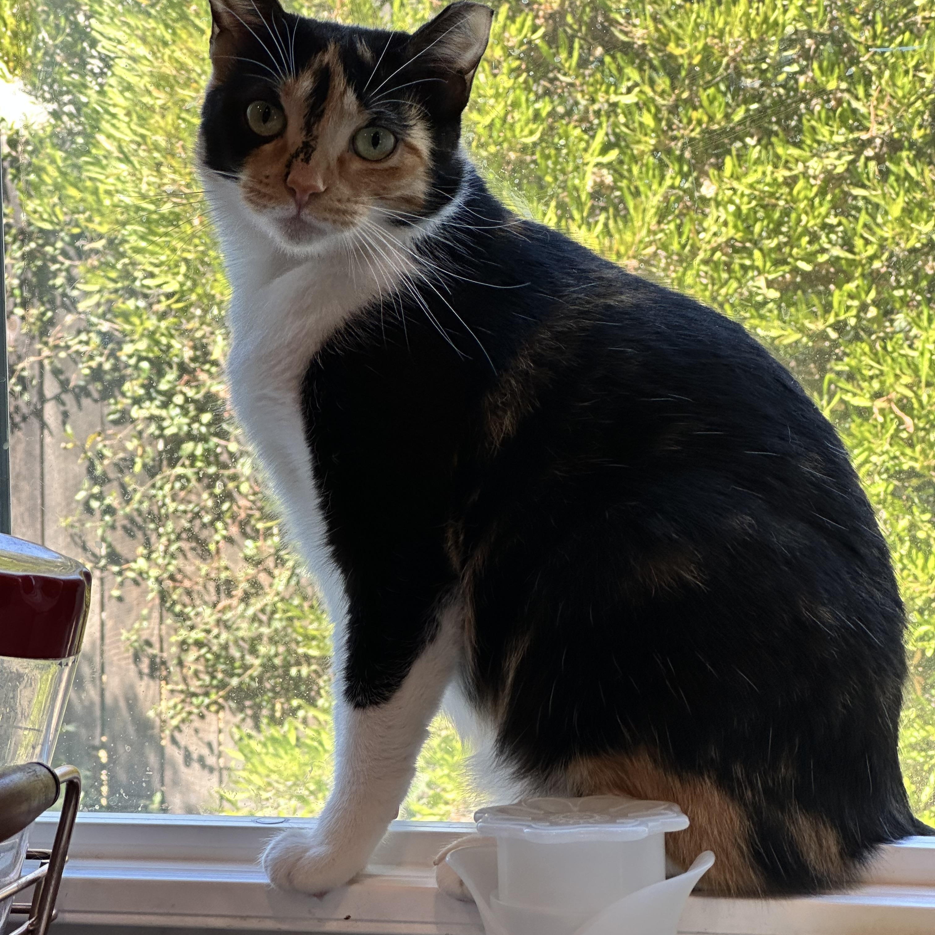 Enlarge Penelope, a Adoptable Domestic Short Hair in Visalia, CA image 3/6