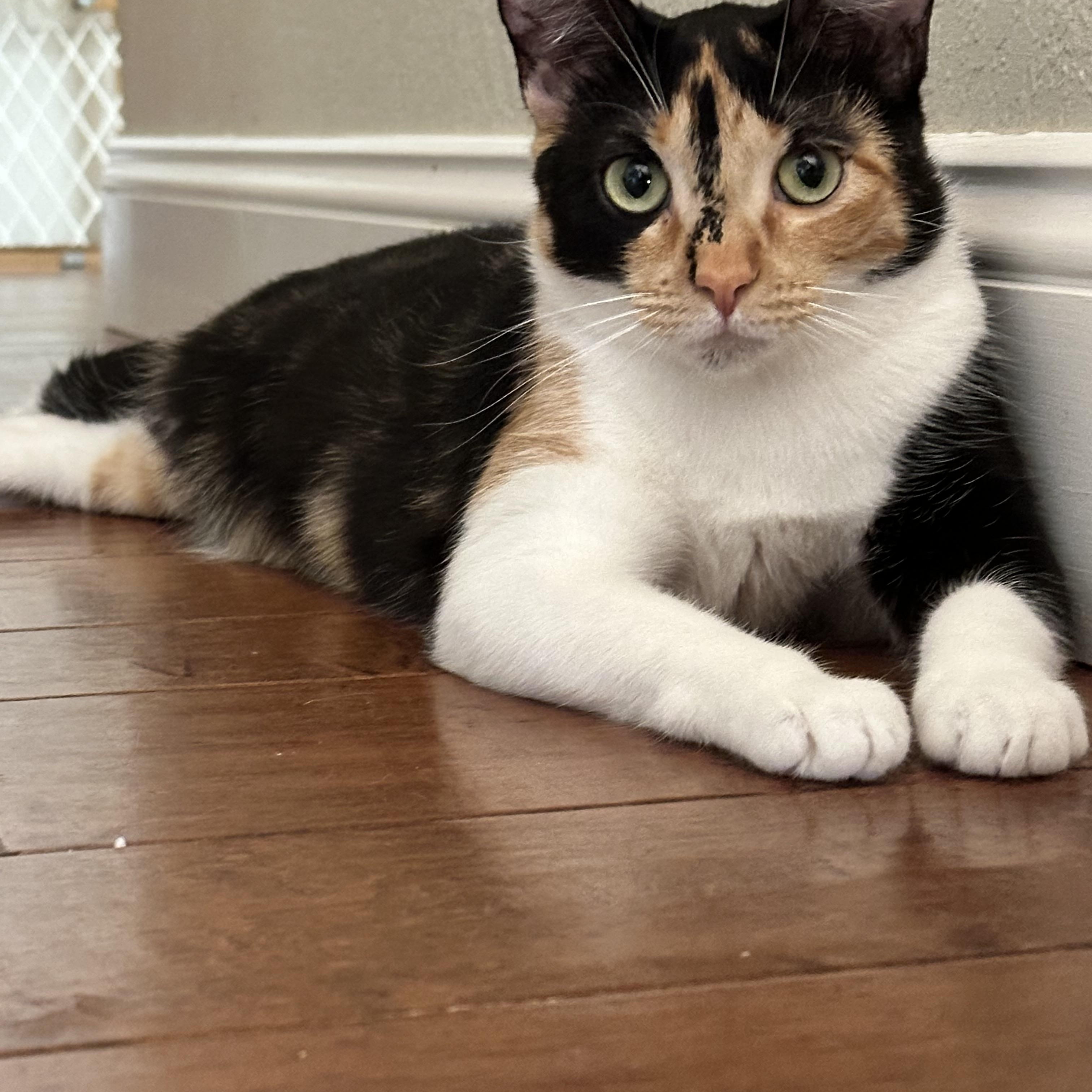 Enlarge Penelope, a Adoptable Domestic Short Hair in Visalia, CA image 5/6