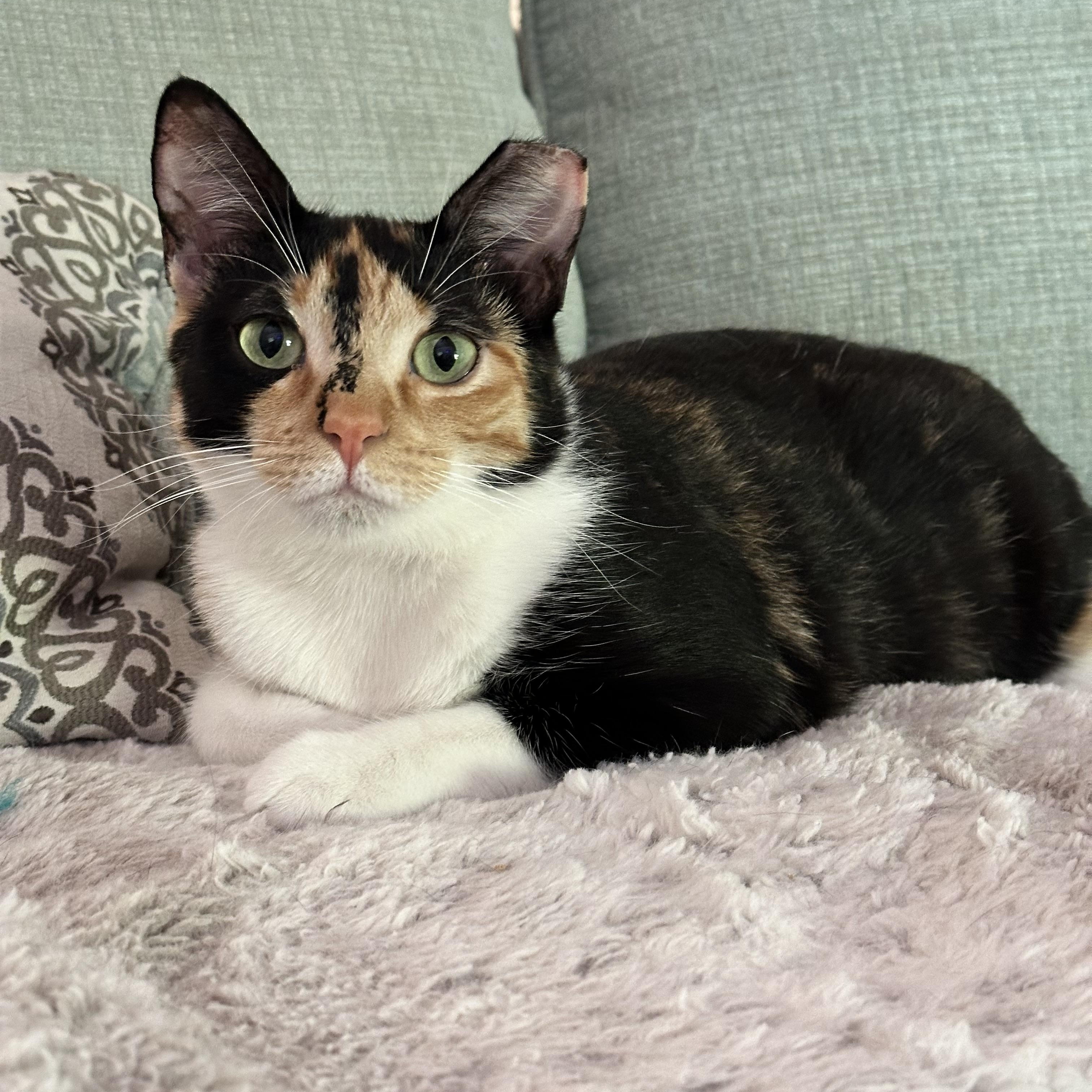 Penelope, Adoptable, Young Female Domestic Short Hair.