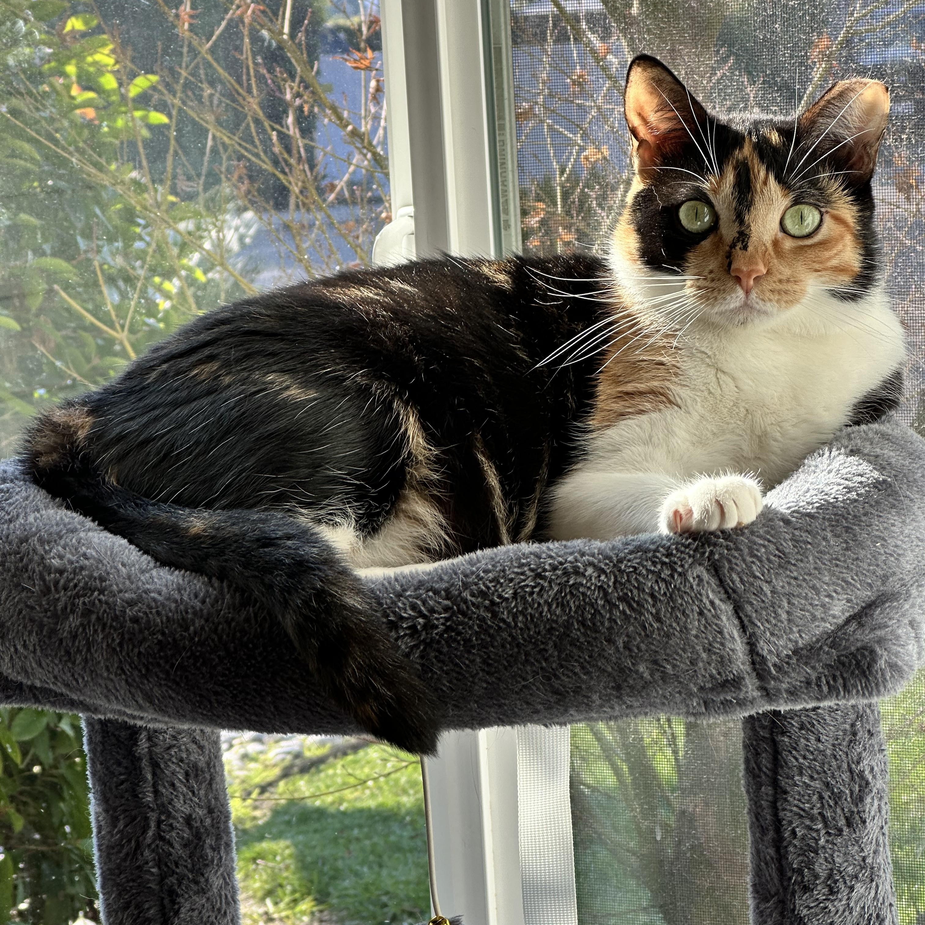 Enlarge Penelope, a Adoptable Domestic Short Hair in Visalia, CA image 1/6