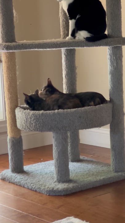 Enlarge Penelope, a Adoptable Domestic Short Hair in Visalia, CA video 6/6