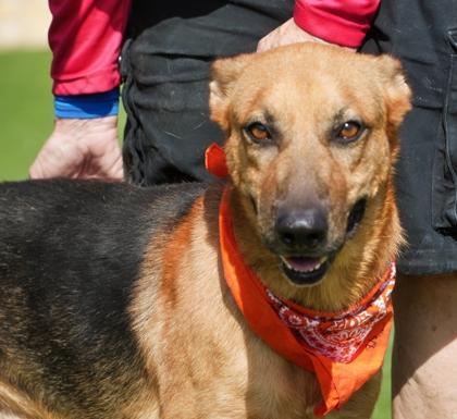 Tin Tin, Adoptable, Adult Male German Shepherd Dog & Mixed Breed.