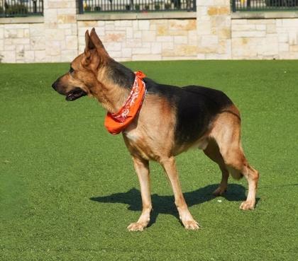 Enlarge Tin Tin, a Adoptable mixed breed in North Richland Hills, TX image 2/3