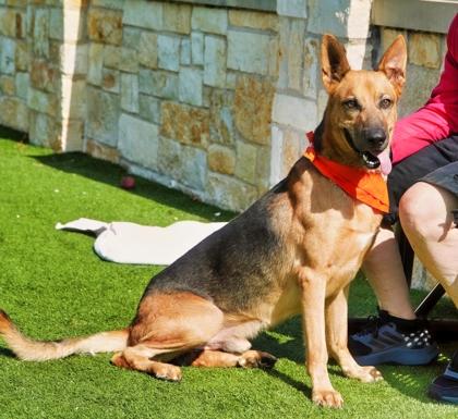 Enlarge Tin Tin, a Adoptable mixed breed in North Richland Hills, TX image 3/3