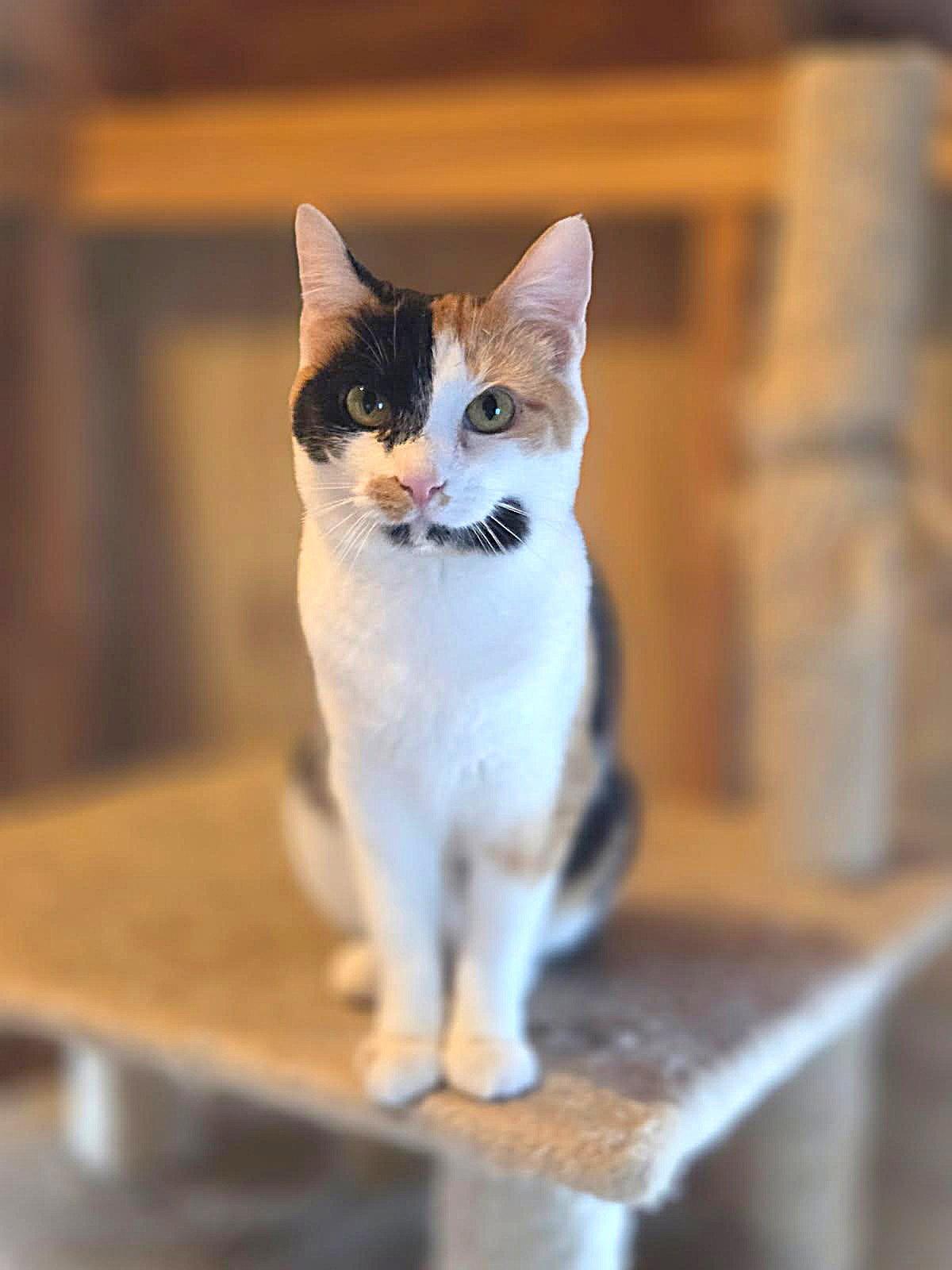 Faline, Adoptable, Young Female Calico.