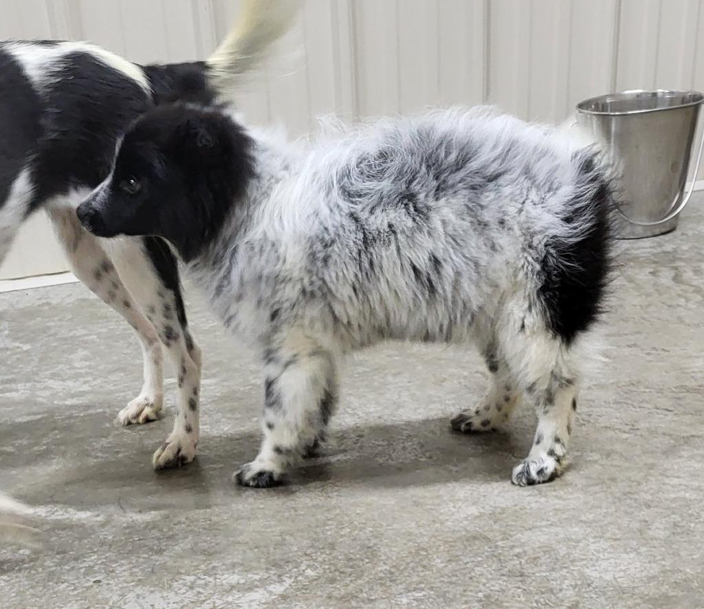 Mac, Adopted, Puppy Male Mixed Breed.