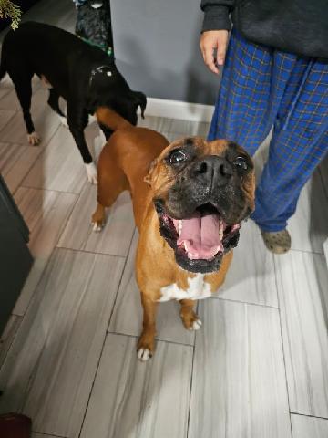 Enlarge Ivy F23-024, a Adopted Boxer in Crestview, FL image 1/3