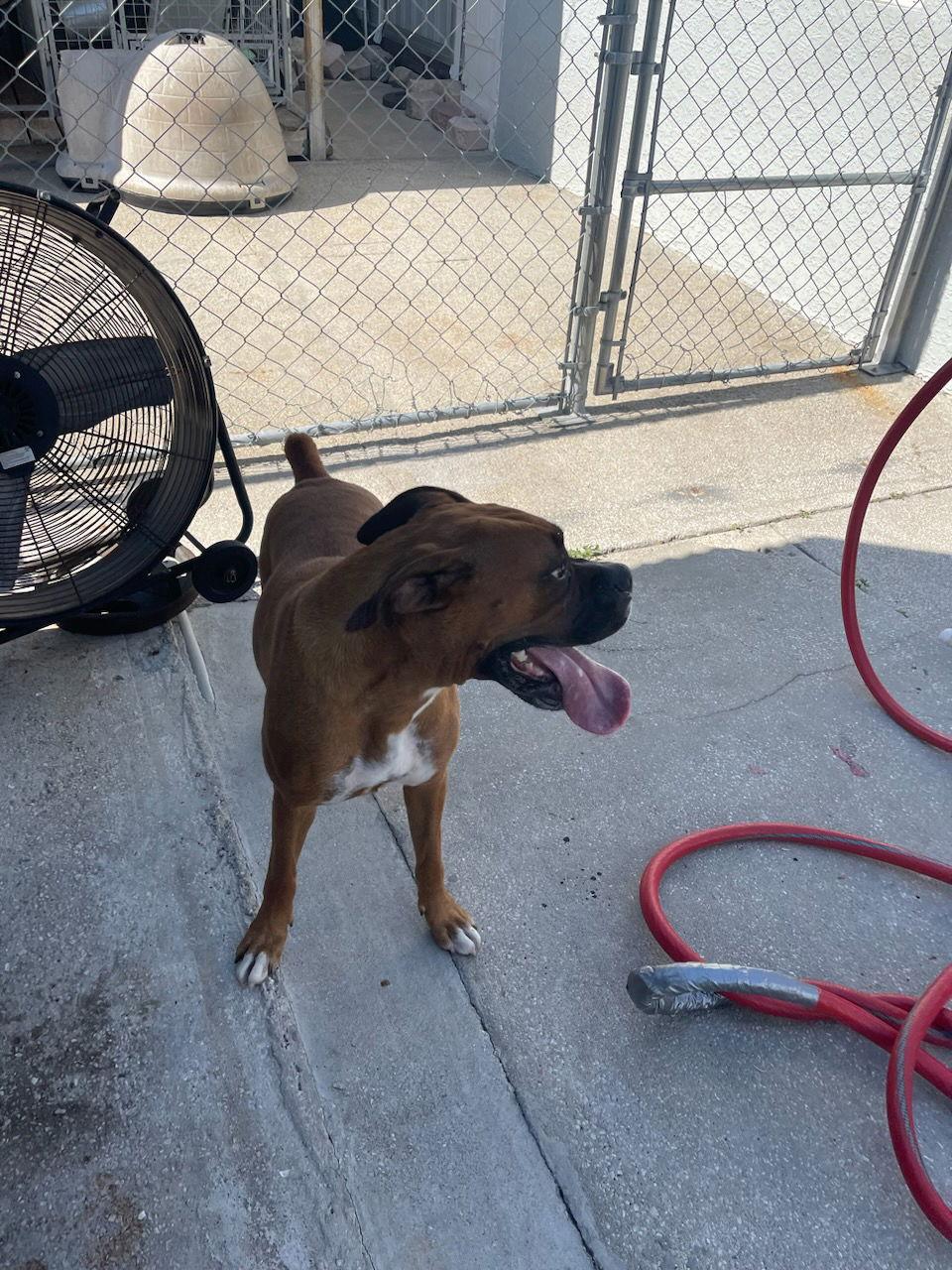 Enlarge Ivy F23-024, a Adopted Boxer in Crestview, FL image 2/3