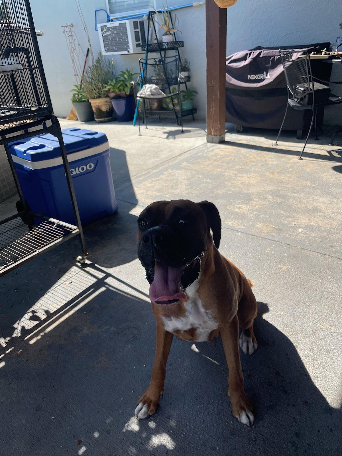 Enlarge Ivy F23-024, a Adopted Boxer in Crestview, FL image 3/3