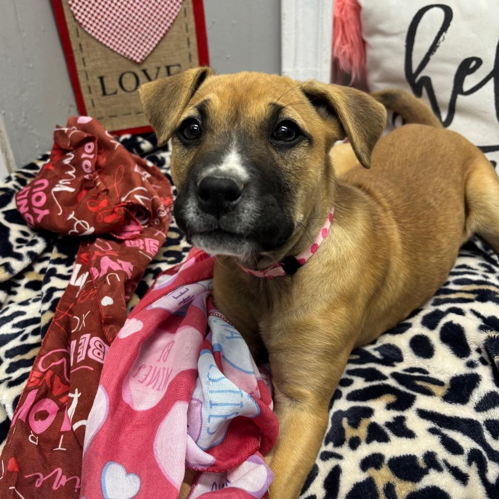 Azula, Adoptable, Puppy Female Black Mouth Cur & Boxer.