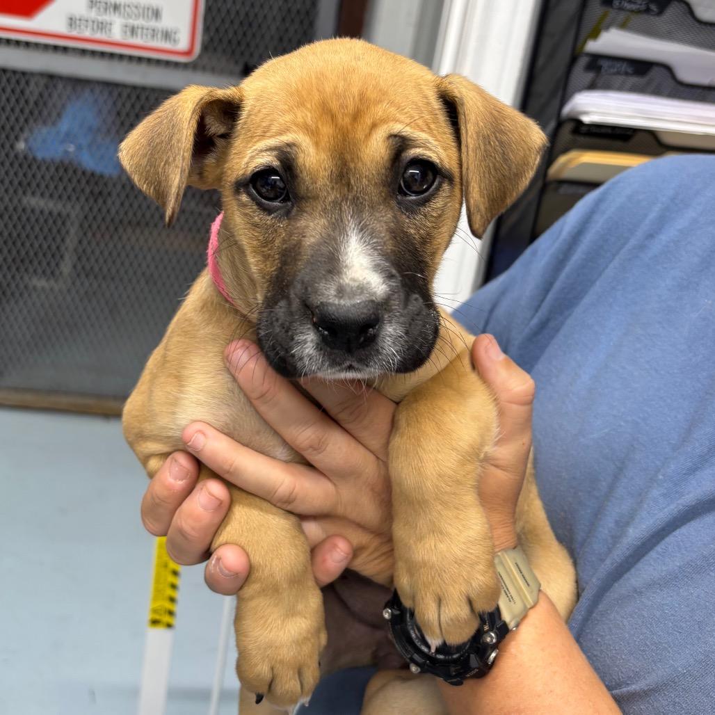 Enlarge Azula, a Adoptable mixed breed in Springtown, TX image 2/6