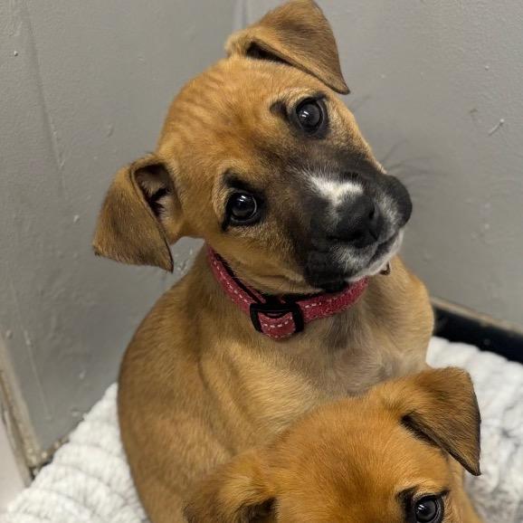 Enlarge Azula, a Adoptable mixed breed in Springtown, TX image 3/6