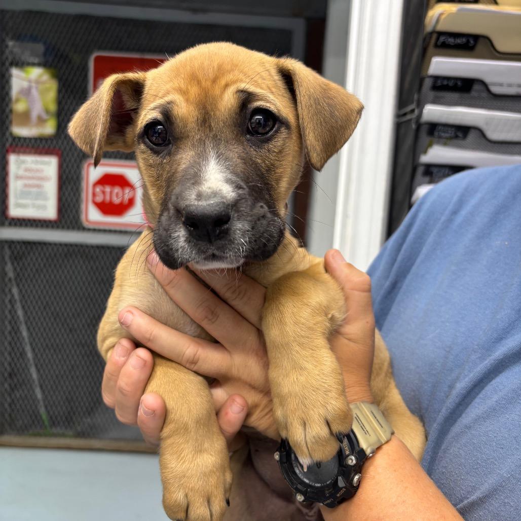 Enlarge Azula, a Adoptable mixed breed in Springtown, TX image 5/6