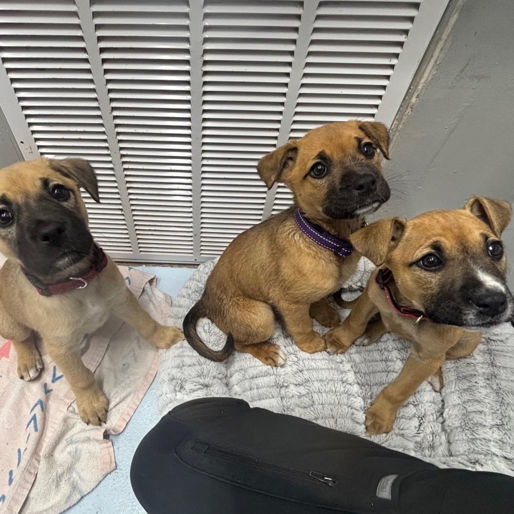 Enlarge Azula, a Adoptable mixed breed in Springtown, TX image 6/6