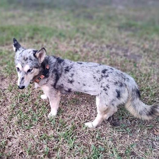 Enlarge Skylar an Adorable 25 lb Girl Fostered North Grafton, MA., a Adopted mixed breed in Cambridge, MA image 4/6