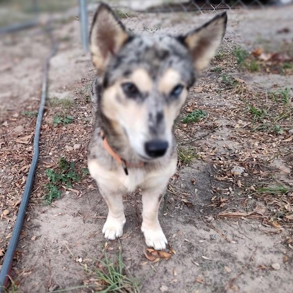 Enlarge Skylar an Adorable 25 lb Girl Fostered North Grafton, MA., a Adopted mixed breed in Cambridge, MA image 5/6