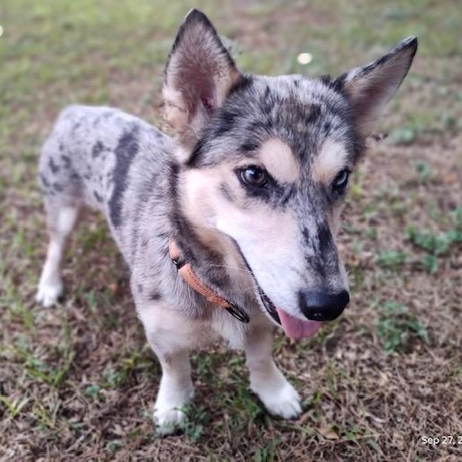Enlarge Skylar an Adorable 25 lb Girl Fostered North Grafton, MA., a Adopted mixed breed in Cambridge, MA image 2/6