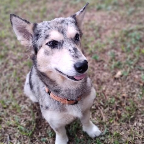 Enlarge Skylar an Adorable 25 lb Girl Fostered North Grafton, MA., a Adopted mixed breed in Cambridge, MA image 3/6