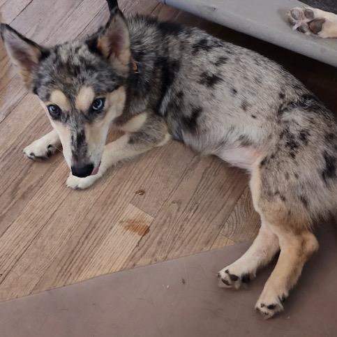 Enlarge Skylar an Adorable 25 lb Girl Fostered North Grafton, MA., a Adopted mixed breed in Cambridge, MA image 1/6