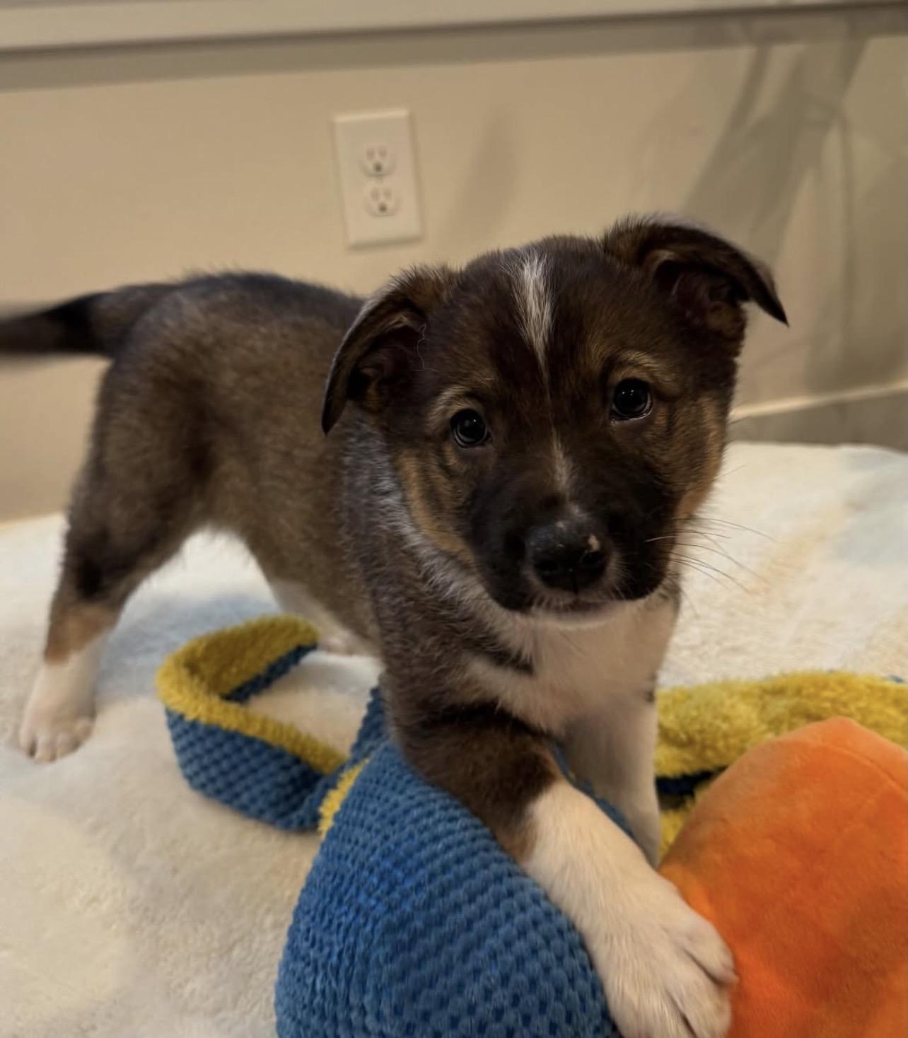Enlarge Arrow, an adopted Australian Shepherd in Richmond, VA image 4/6
