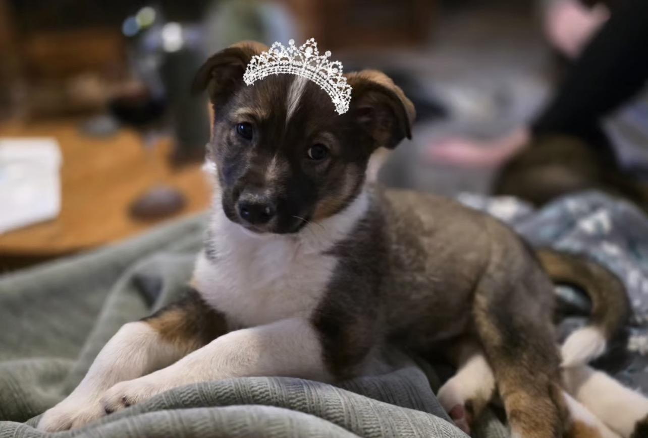 Enlarge Arrow, an adopted Australian Shepherd in Richmond, VA image 1/6