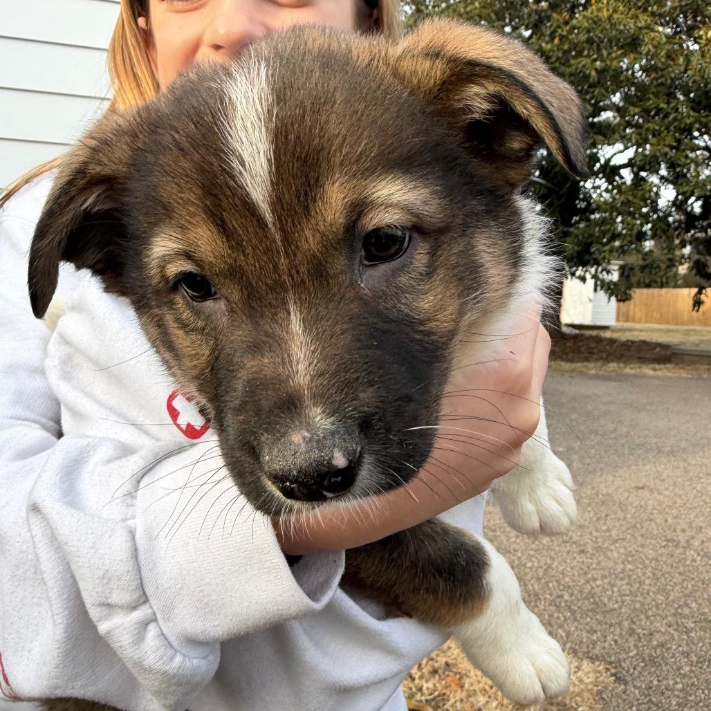 Enlarge Arrow, an adopted Australian Shepherd in Richmond, VA image 3/6