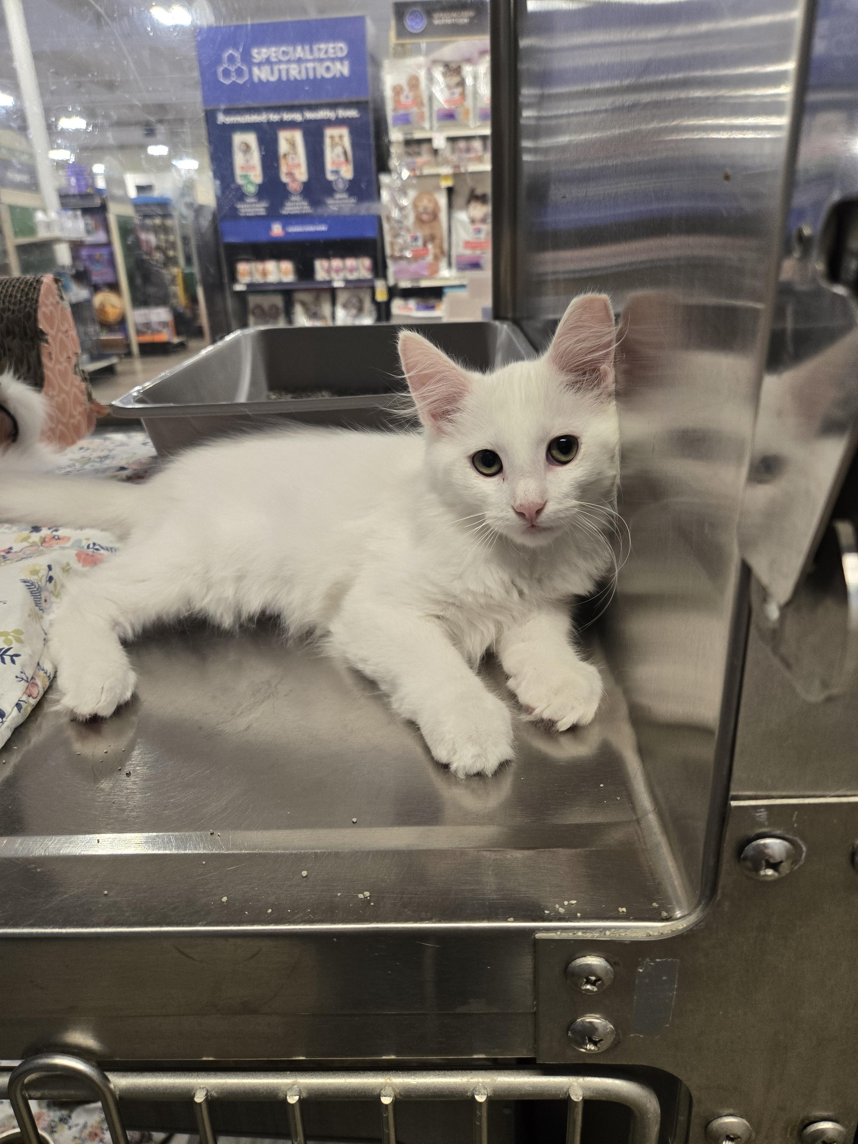 Ghostie and Marshmallow, an adopted mixed breed in Fullerton, CA image 2/2
