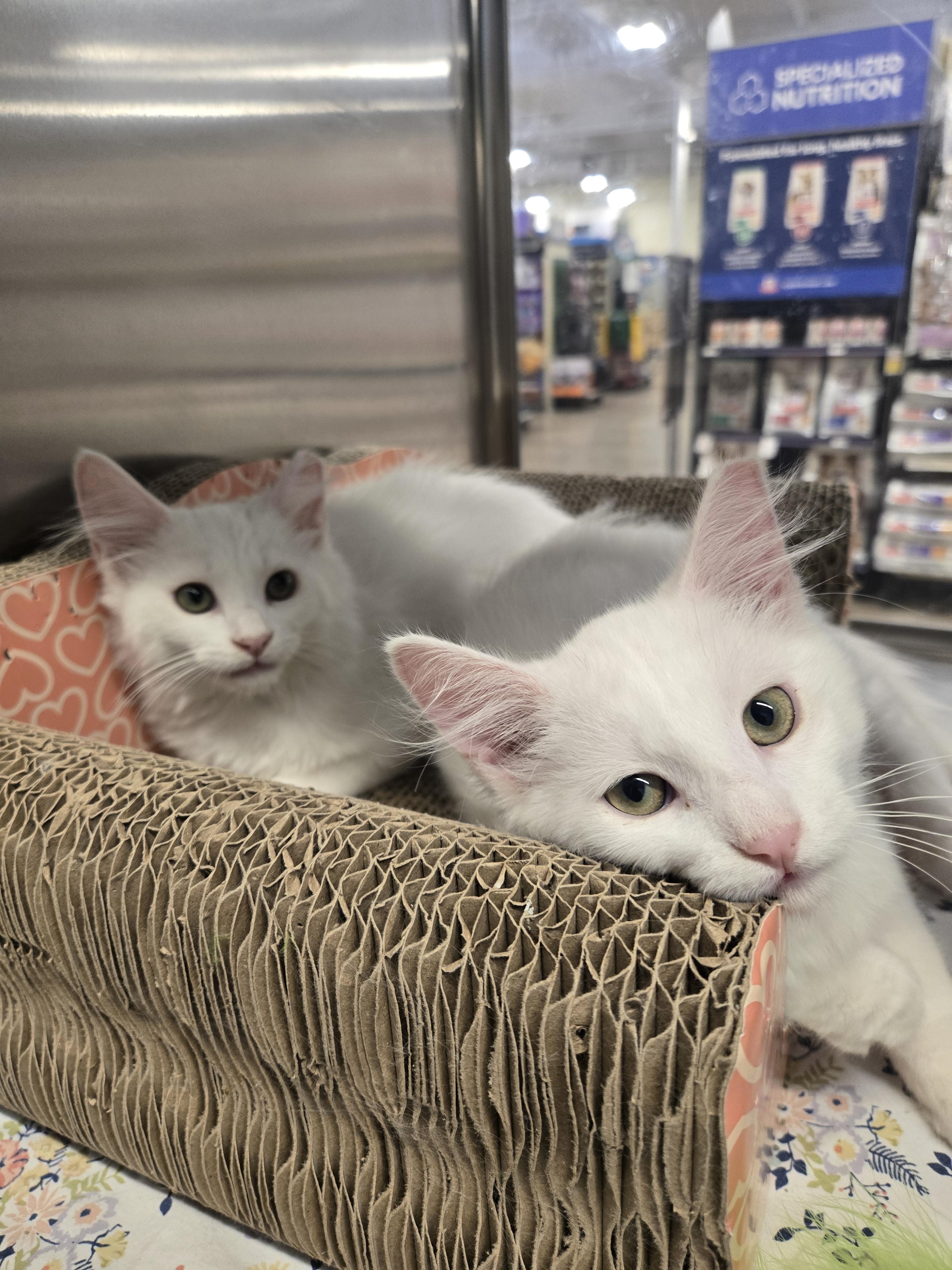 Ghostie and Marshmallow, adopted, Kitten Male Turkish Angora & Domestic Long Hair.
