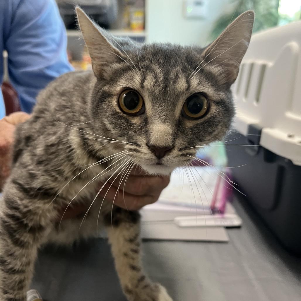 Mikey, Adoptable, Young Male Domestic Short Hair.