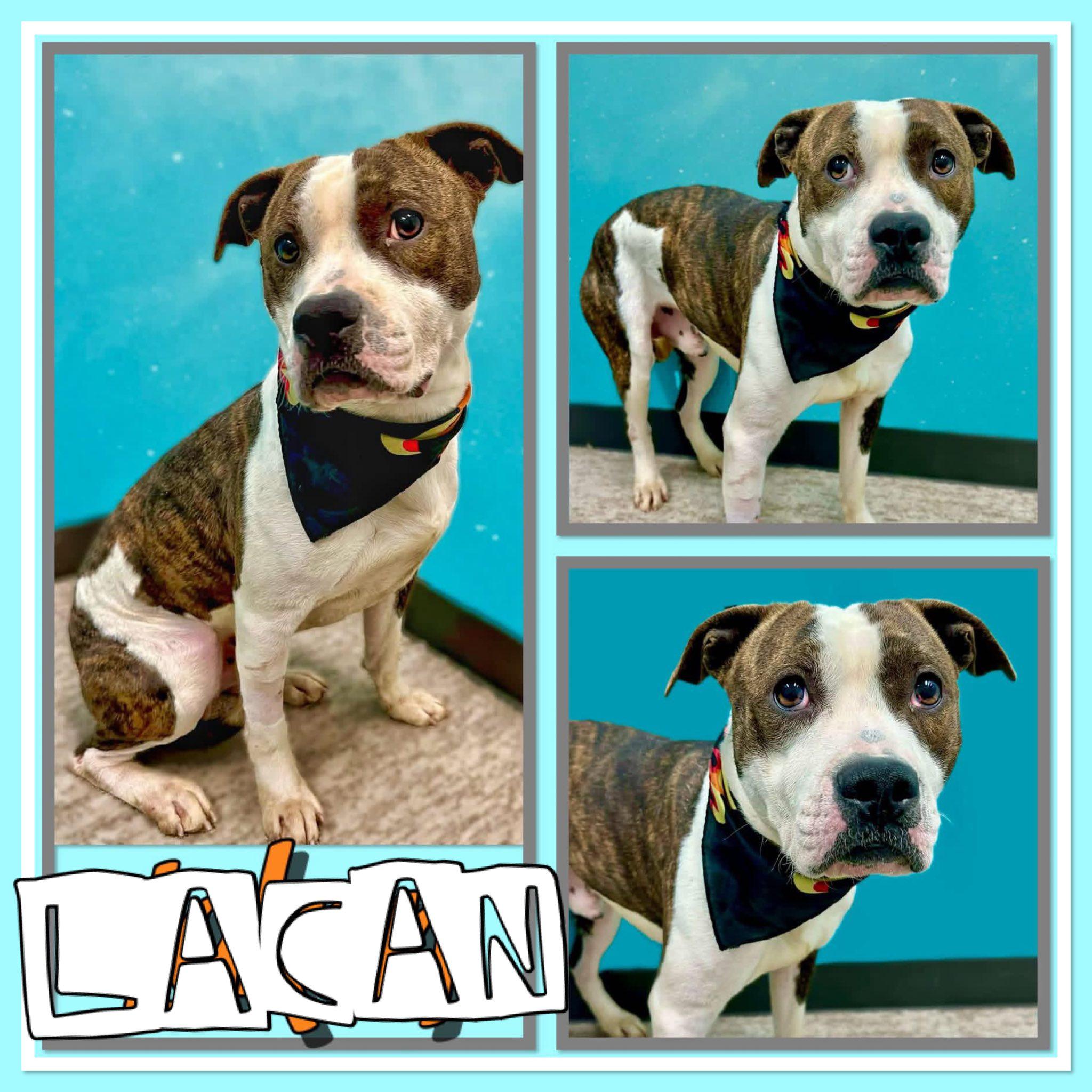 Lacan, ADOPTABLE, Adult Male Pit Bull Terrier.