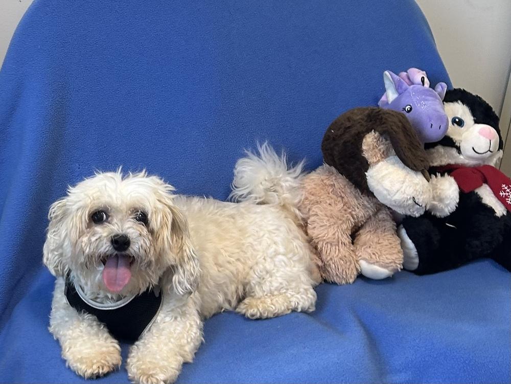 Teddy Boo, Adoptable, Adult Male Bichon Frise & Shih Tzu.