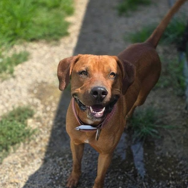 Bubby, an adopted mixed breed in Petersburg, IN image 1/2