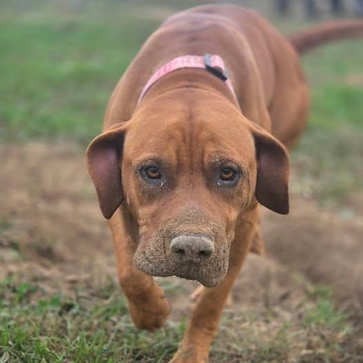 Bubby, an adopted mixed breed in Petersburg, IN image 2/2