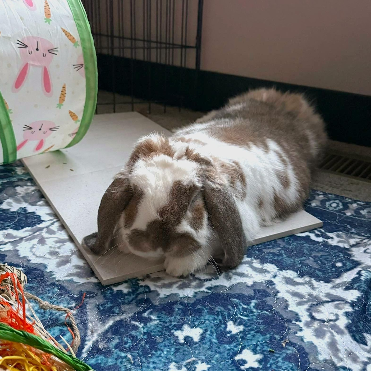 Roxie, a Adoptable Mini Lop in Coralville, IA image 6/6