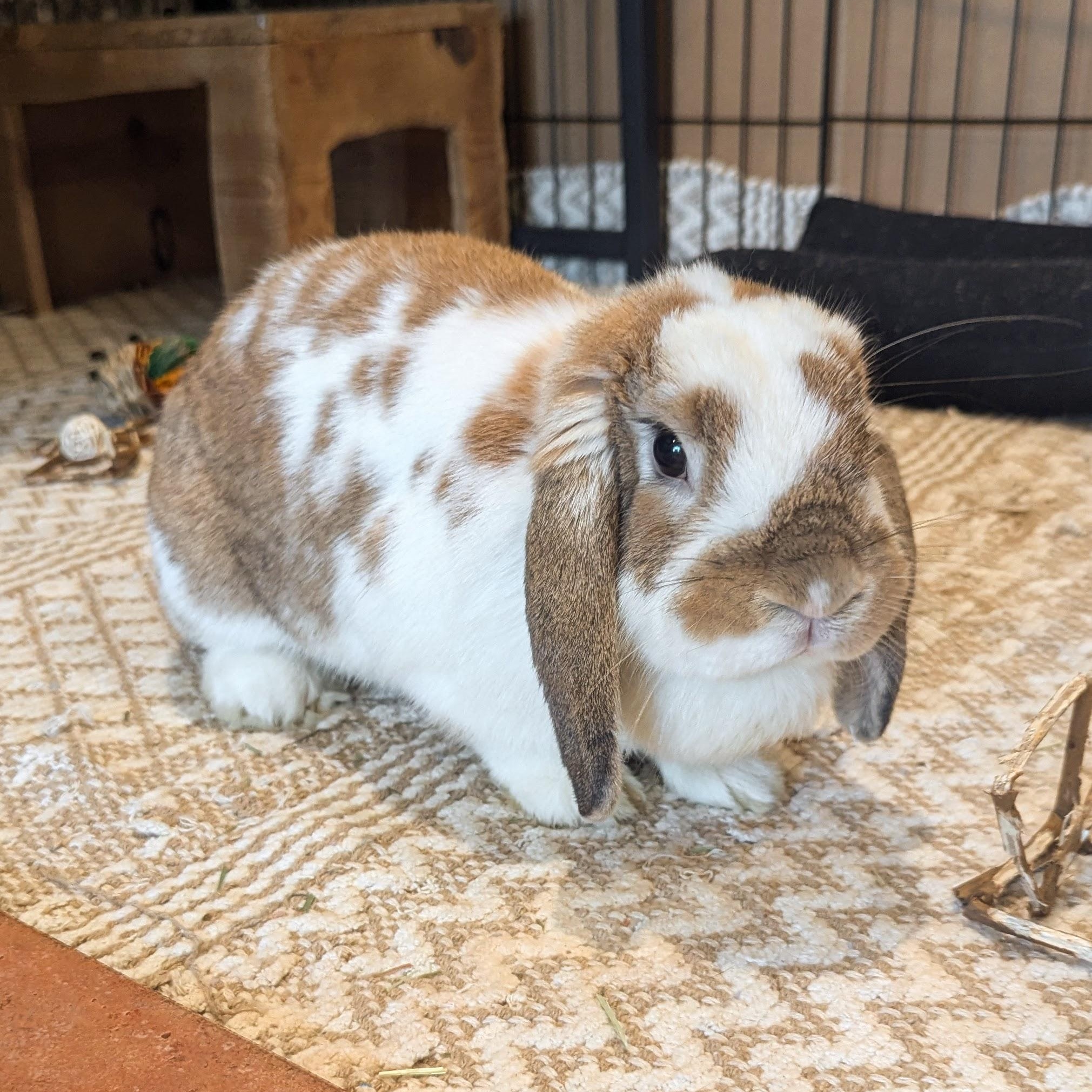 Roxie, a Adoptable Mini Lop in Coralville, IA image 1/6