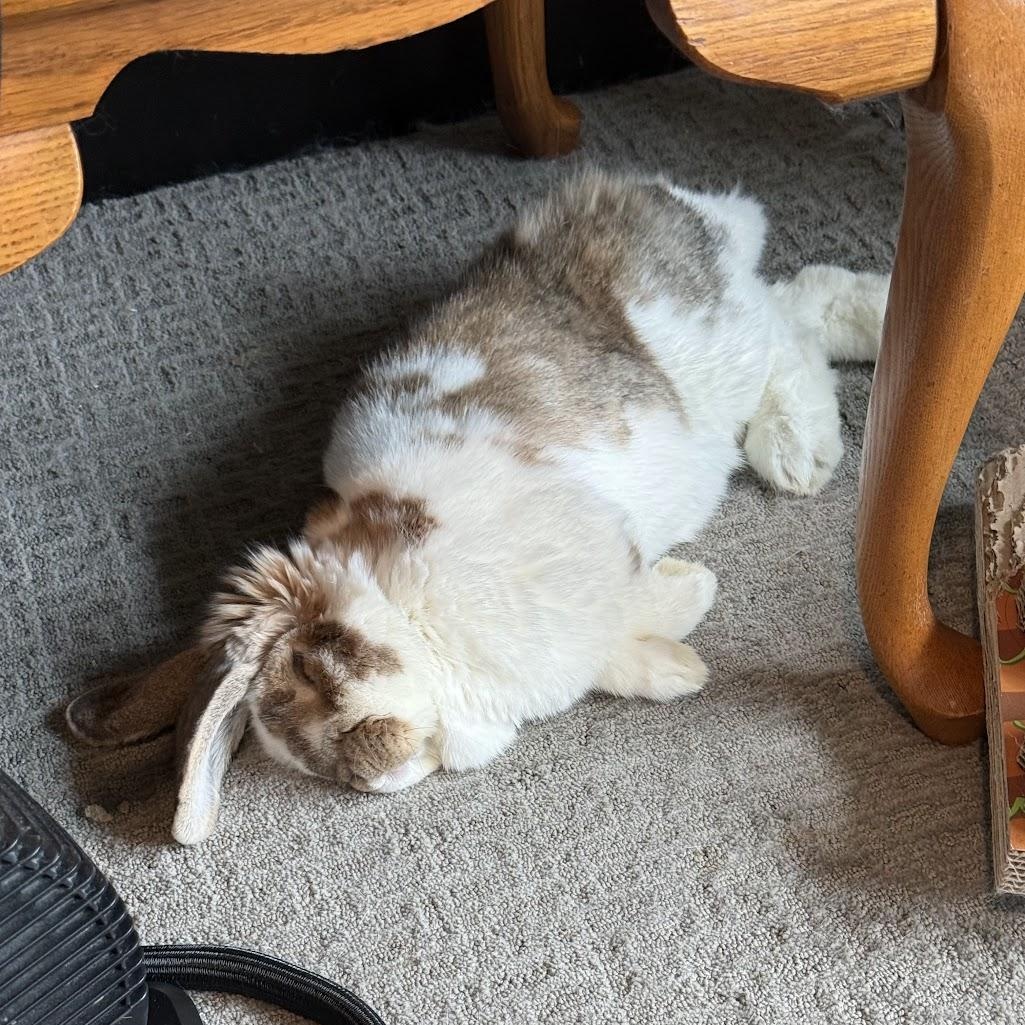 Roxie, a Adoptable Mini Lop in Coralville, IA image 5/6